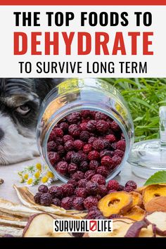 the top foods to dehydraate to survive long term