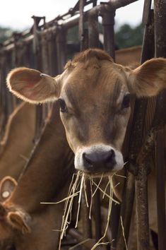 a brown cow eating hay from its mouth