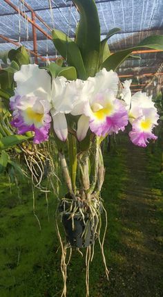 the flowers are hanging from the tree in the greenhouse