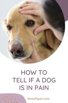 10 Warning Signs That Your Dog Is in Pain Sick Dog Remedies, Dog Behaviorist, Dog Health Tips, Sick Dog, Dog Training Advice, Dog Language, Puppy Training Tips, Dog Ideas, Dog Health Care