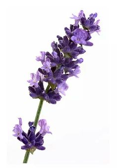 purple flowers are shown against a white background