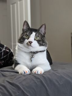 a gray and white cat laying on top of a bed