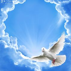 a white dove flying through the sky