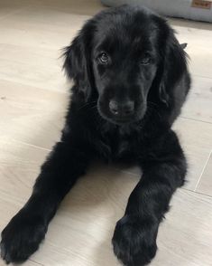 a black puppy is laying on the floor looking at the camera with an intense look