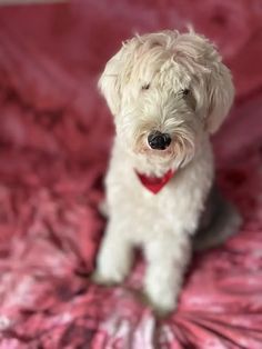 a small white dog sitting on top of a pink blanket with the words can a sheepdoodle live outside or in apartments?