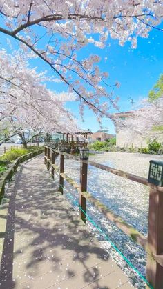 the walkway is lined with cherry blossom trees and flowers on either side of the water