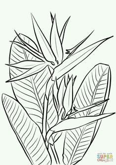 a drawing of a plant with large leaves