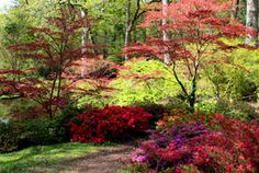 colorful trees and shrubs in a park setting