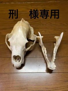 an animal's skull is shown on the floor with chinese characters in the background