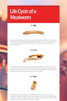 the life cycle of a mealworm is shown in this article, with information about it