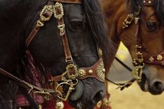 two horses wearing fancy bridles on their heads