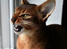 a close up of a cat with its mouth open