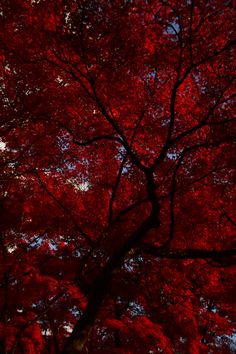 red leaves on the branches of a large tree in front of a blue and white sky