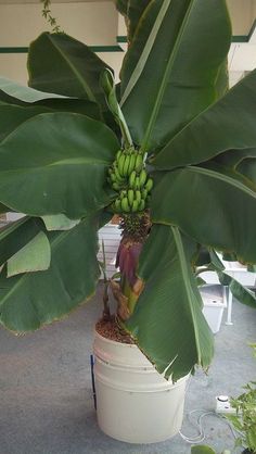 there is a large plant with bananas growing on it's branches in a pot