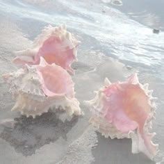 two pink seashells sitting on the sand