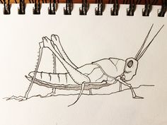 a drawing of a bug with long legs laying on the ground next to it's head