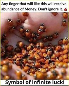 a bunch of ladybugs in someone's hand with the caption saying, symbol of infinite luck