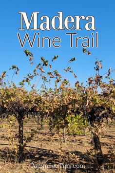 the cover of madera wine trail, with vines in the foreground and blue sky