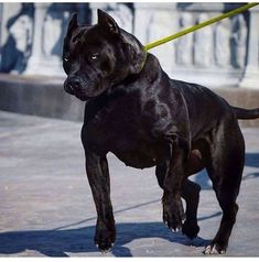 a large black dog standing on top of a sidewalk next to a yellow leashes