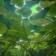 the water is full of green plants and leaves with sunlight shining through them on the surface