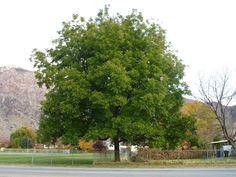 a large green tree sitting on the side of a road