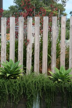 some plants are growing in front of a wooden fence