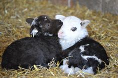 two baby lambs cuddle together in the hay