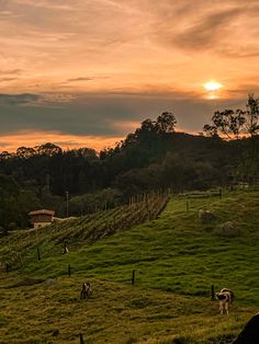 cows graze in a field with the sun setting behind them and trees on the other side