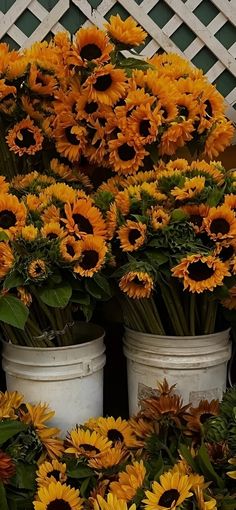 two white buckets filled with yellow sunflowers