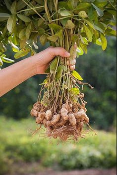 a person holding up a bunch of plant roots