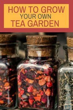 three jars filled with different types of tea and herbs, the words how to grow your own tea garden