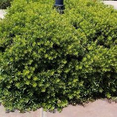 a green bush next to a black fire hydrant in the middle of a sidewalk