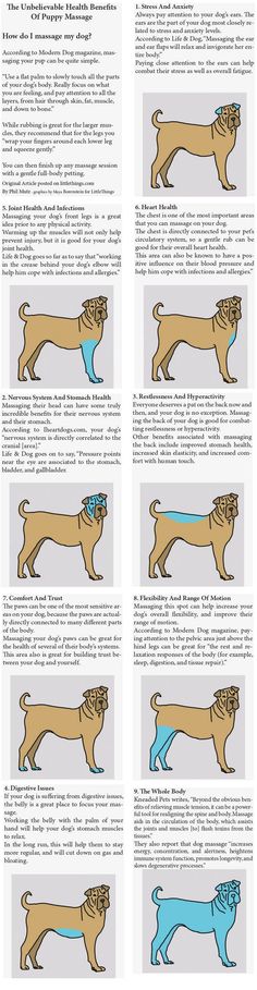 an illustrated guide to the different types of dogs