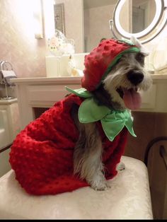 a dog wearing a strawberry costume sitting on top of a chair