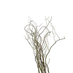 Variety: Curly Willow Tips Color: Brown/GreenSize: 36"Bunch Count: 10 Bunches Line Flowers, Flower Identification, Curly Willow, Line Flower, Charming Home, Beauty And Grace, Decor Essentials, Decorative Elements, Rustic Elegance