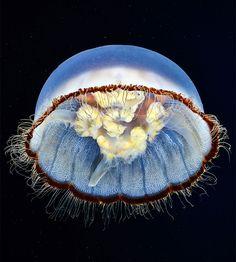 a blue jellyfish floating in the water