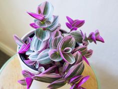 purple flowers are in a white pot on a small wooden table with a green edge