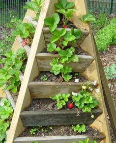 some plants are growing on the steps in the garden, and they're ready to be planted