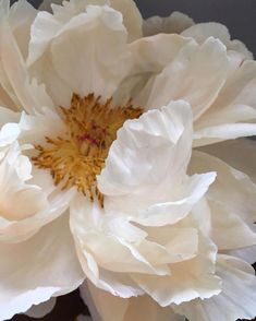 a white flower with yellow stamens in the center