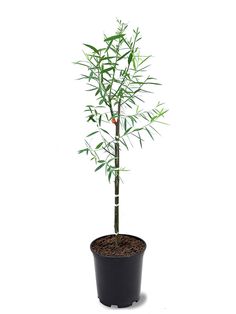 a small bamboo tree in a black pot