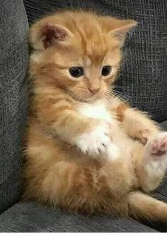 a small orange kitten sitting on top of a gray couch with its paws in the air