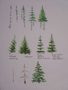 pine trees are labeled in different ways on a white paper sheet with writing below them