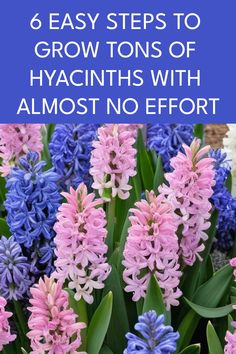 blue and pink flowers with text overlay that says 6 easy steps to grow tons of hyacinths with almost no effort