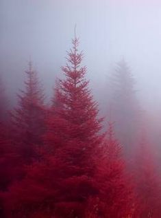 red trees in the fog on a misty day