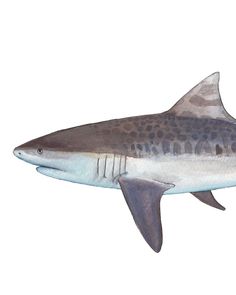 a watercolor drawing of a shark on a white background with black and gray stripes