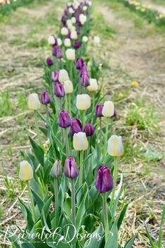 purple and white tulips in the middle of a field with dirt path behind them