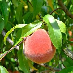 a peach hanging from a tree with green leaves