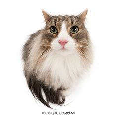 a cat with long hair and green eyes looking at the camera on a white background