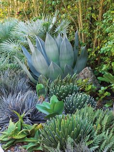 an assortment of succulents and other plants in a garden with trees behind them