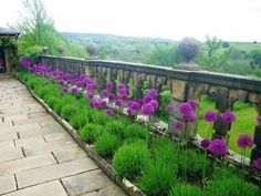 purple flowers are growing on the side of a stone wall in a garden with green grass